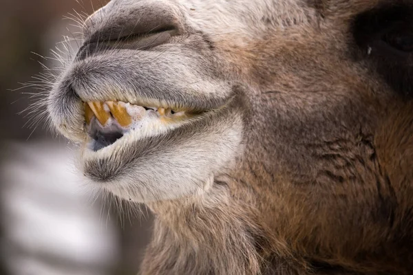 Bliski Widok Żucie Baktrian Wielbłąda Camelus Bactrianus Usta — Zdjęcie stockowe