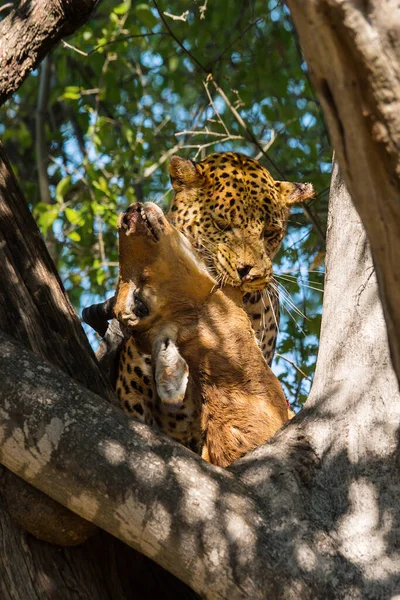 Leoparden Med Sitt Byte Trädet Vuxna Leoparder Äter Dödad Impala — Stockfoto