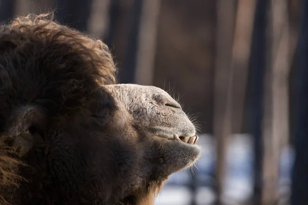 有牙齿的咀嚼型骆驼 Camelus Bactrianus 嘴近视 图库照片