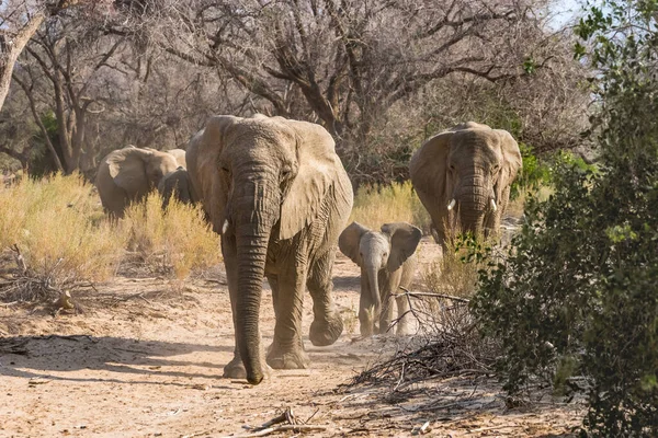 Семья Пустынных Слонов Бегущих Засушливых Лесах Сухой Сезон Горный Массив Стоковая Картинка