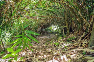 Bambu ormanı ve yeşil çimenler.