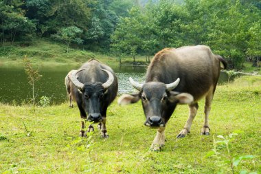 Nehirde duran iki bufalo