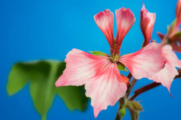 Flor estelar de pelargonio —  Fotos de Stock