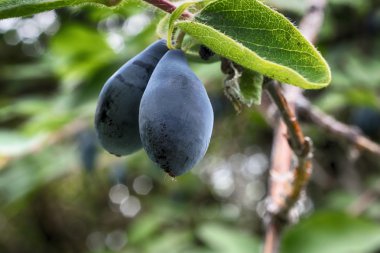 Hanımeli berry yakın çekim