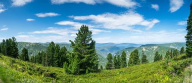 Sibirya vahşi orman