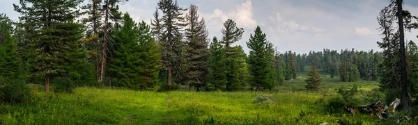 Wilde Wälder Sibiriens — Stockfoto