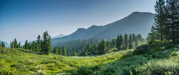 Szibéria vad erdők — Stock Fotó