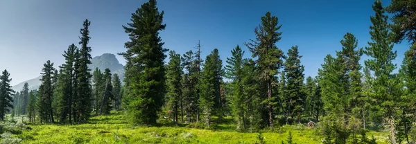 Bosques silvestres de Siberia — Foto de Stock