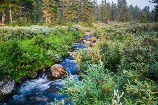 Arroyo de montaña en el bosque — Foto de Stock