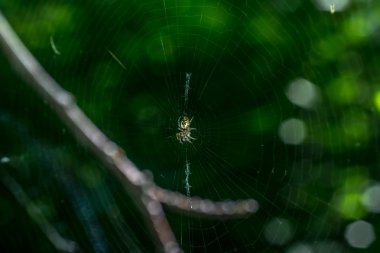 Örümcek ağda