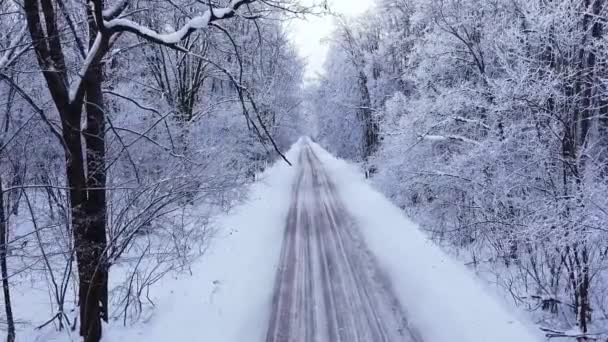 雪に覆われた冬の森の砂利道の上にゆっくりとしたドローン飛行木の枝 公園の寒い冬の日 サマラ ロシア — ストック動画