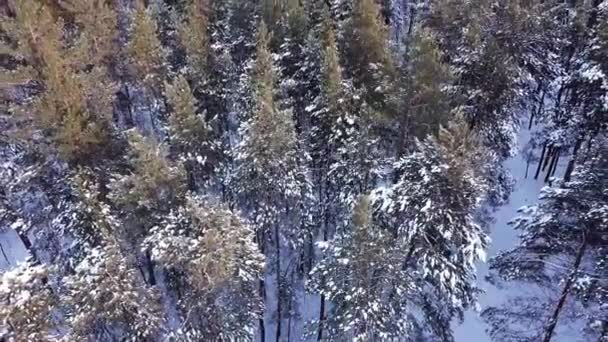 空中ドローンの風景 冬の雪の森の松 上から下のビュー ロシアのサマラ — ストック動画