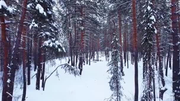 ゆっくりとした動き雪に覆われた冬の松林 針葉樹の木の枝や幹を上空から眺めるドローンの飛行公園の日没時に サマラ ロシア — ストック動画