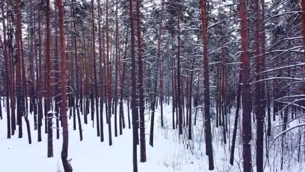 ゆっくりとした動き雪に覆われた冬の松林 針葉樹の木の枝や幹を上空から眺めるドローンの飛行公園の日没時に サマラ ロシア — ストック動画