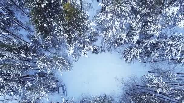 Вид Повітряного Дрона Зимовий Сніговий Сосновий Ліс Квітучі Дерева Вгорі — стокове відео