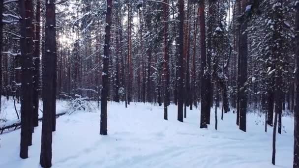 Powolny Ruch Widok Lotu Drona Nad Zaśnieżonym Lasem Sosnowym Gałęzie — Wideo stockowe