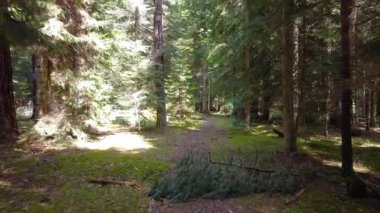 Sonsuz yeşil güneşli ormanlarda insansız hava aracı uçuşu, kozalaklı ormanlar, yosunlar, dallar ve yaşlı ağaçların tepeleri. Vahşi doğa, Arkhyz, Kafkas dağları, Rusya