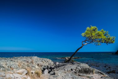 ağaç deniz kenarı