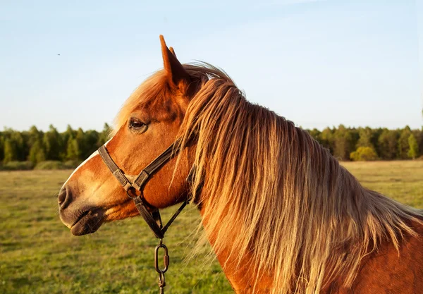 Head red horse at sunset — Stock Photo, Image