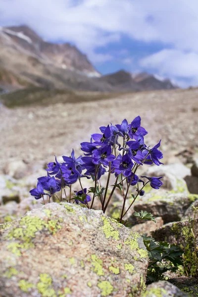 Purple flowers in mountains