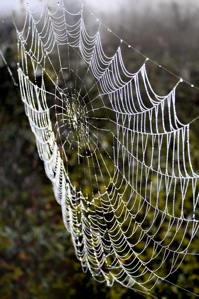 Spinnweben in der nebligen Morgendämmerung — Stockfoto