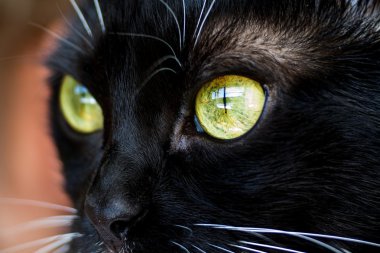 Bir kedi closeup gözünde.