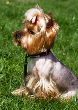 Çim sevimli Yorkshire korkunç.