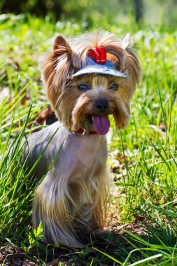 Yorkshire terrier çim.