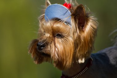 Şapkasını süt bakarak Güneş'ten Yorkshire korkunç