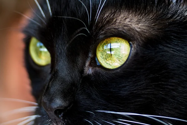 Los ojos de un gato primer plano . — Foto de Stock