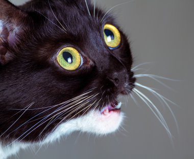 Kedi saldırmaya istekli göstermiştir.