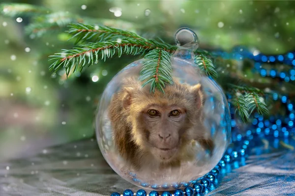 Рождественский бал с обезьяной . — стоковое фото