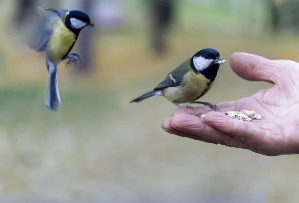 Yaşlı adam titmouses elleri ile besleniyor. El ve iki BI — Stok fotoğraf