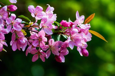 Kırmızı elma ağaçlarının çiçeklenme Şubesi.