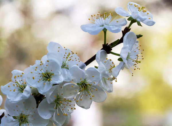 Kayısı çiçeği fışkın bahar. Makro.