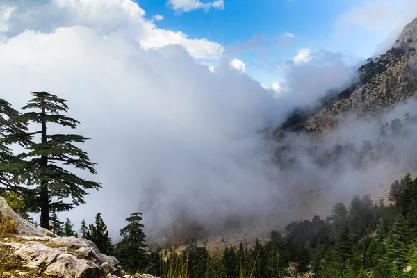 Fog in the mountains. — Stock Photo, Image