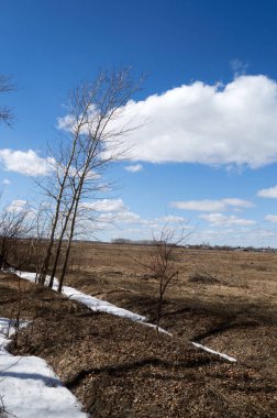 Ağaçlar. Çalılar ve diğer bitkiler