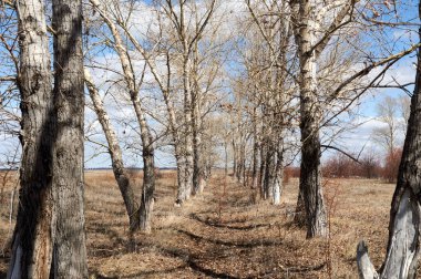 Ağaçlar. Çalılar ve diğer bitkiler