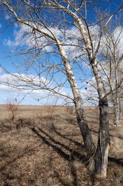 Ağaçlar. Çalılar ve diğer bitkiler