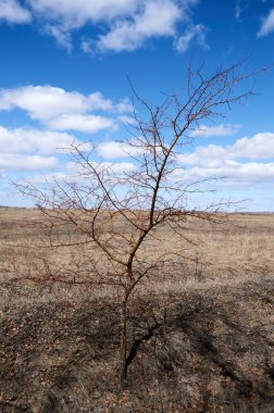 Ağaçlar. Çalılar ve diğer bitkiler