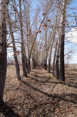 İlkbaharda ağaçlar ve kar kalıntıları
