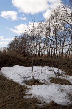 İlkbaharda ağaçlar ve kar kalıntıları