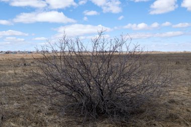 Bozkırda yalnız bir çalı