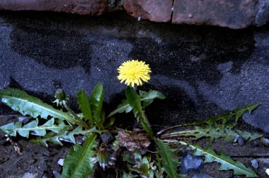 Bir karahindiba çiçeği tuğla duvarın yanında yetişir.
