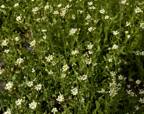 Herderstas Plant Bloeit Met Kleine Witte Bloemen — Stockfoto