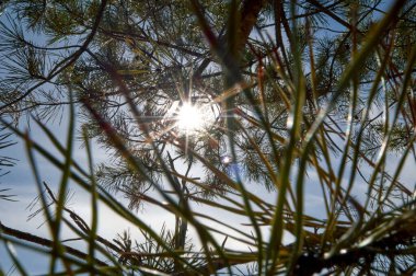 Güneş çam iğneleri ve dalların arasından parlıyor.