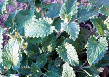 Parlak güneşin altında yağmurdan sonra nane şekeri