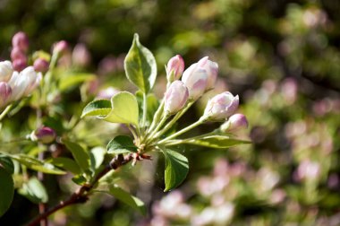 Mayıs ayında terk edilmiş bir bahçede elma ağaçları çiçek açar.