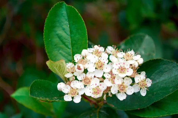 Ein Blühender Zweig Der Schwarzfrucht Eberesche Der Wald Wächst — Stockfoto