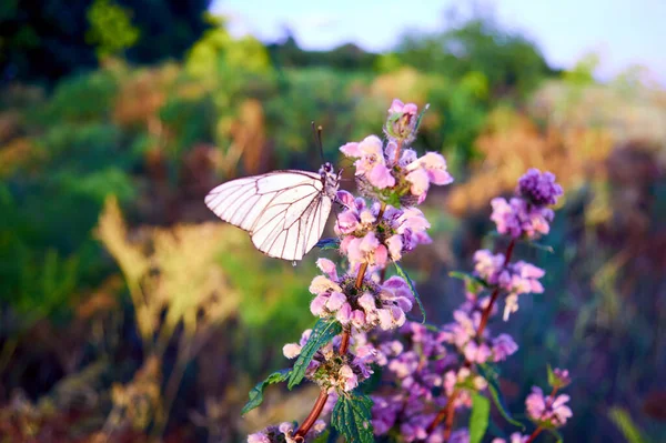 Cabbage Butterflies Sit Flowers Evening — Stock Photo, Image